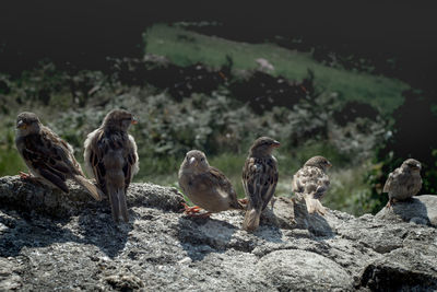 Flock of birds on rock