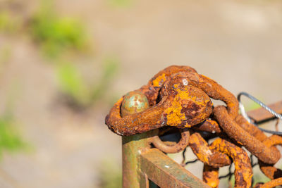 Close-up of frog on rusty metal