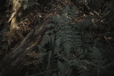 Close-up high angle view of plants