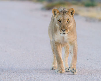 Lioness walking in the road 