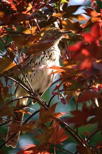 Close-up of bird perching on tree