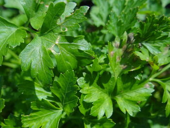 Dew drops on leaves