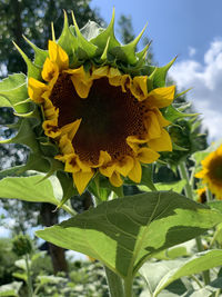 Close-up of yellow flowering plant