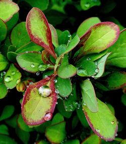 Close-up of wet plant
