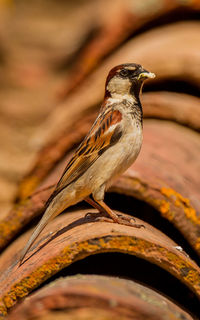 Close-up of bird perching on wood