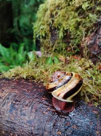 Close-up of snail on leaf