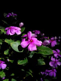 Close-up of pink flowers