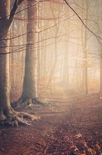 Bare trees in forest