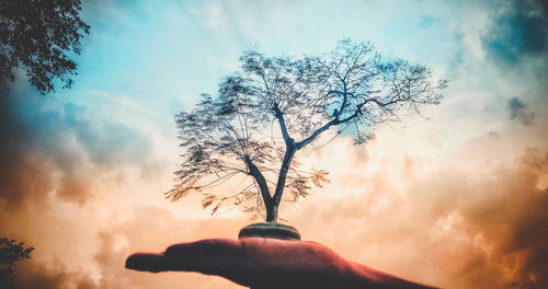 Low angle view of silhouette bare tree against sky during sunset