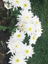 Close-up of white flowers blooming outdoors