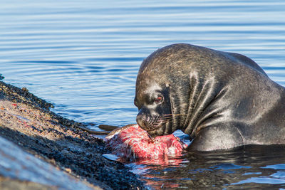 Seal with prey at shore