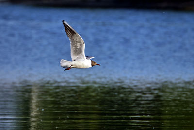 Seagull flying over lake