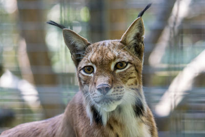 Close-up portrait of lynx in zoo