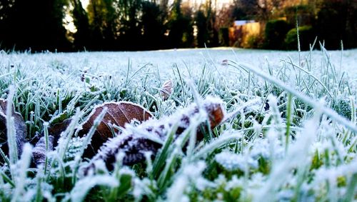 Close-up of snow on field