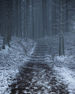 Trees in forest during winter