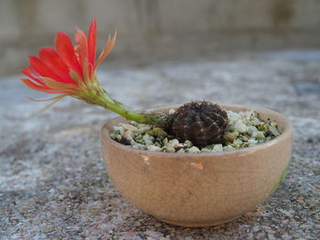 Close-up of potted plant on table