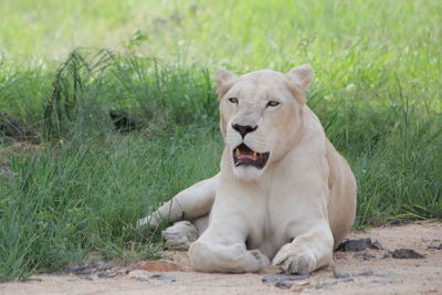 White lion relaxing 