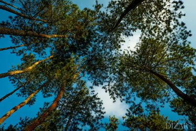 Low angle view of trees against clear sky