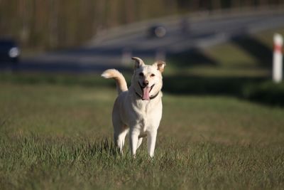 Dog running in field