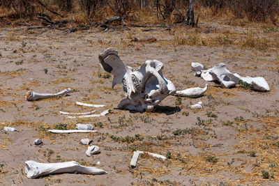 View of animal skull