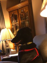 Rear view of dog sitting at home