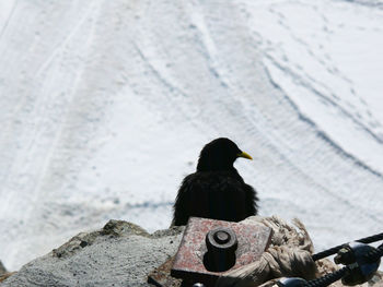 Rear view of bird sitting on rock by sea