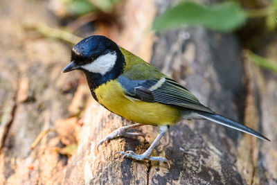 Close-up of bird perching outdoors