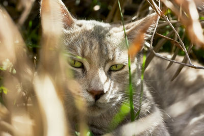 Closeup portrait of cute striped fur cat in the grass and leaves. domestic wild cat.