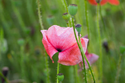 Close-up of pink rose flower