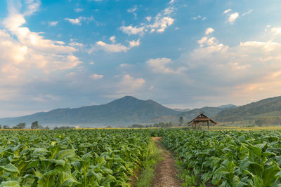 Scenic view of agricultural tobacco field against sky