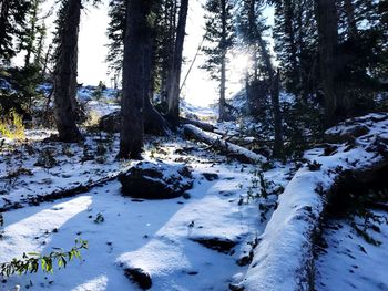 Trees in forest during winter