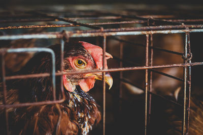 Close-up of hens in cage