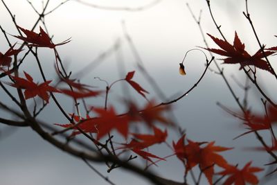 Close-up of leaves on branch