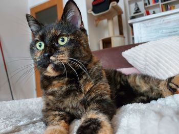 Close-up of a cat at home