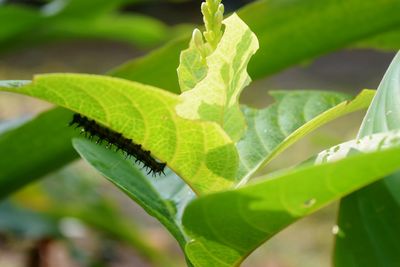 Close-up of insect on leaves