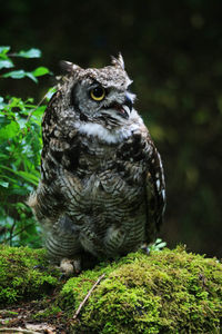 Close-up of great horned owl perching on moss in forest