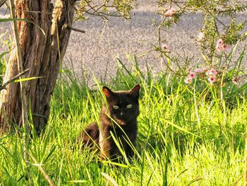Cat on grass