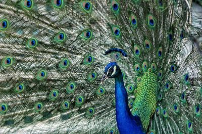 Close-up of peacock with fanned out