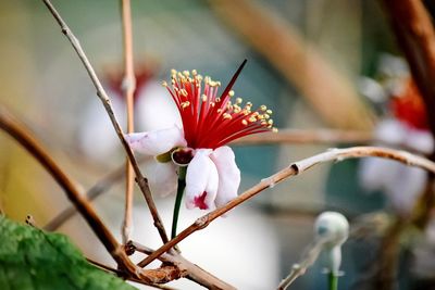 Close-up of red flowering plant