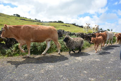 Cows standing in a field