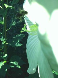 Close-up of white flower blooming outdoors