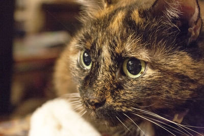 Close-up portrait of a cat