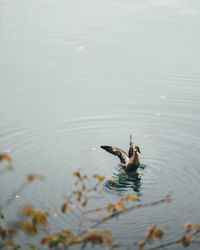 Bird swimming in lake