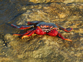 Close-up of crab on rock