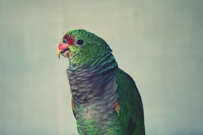 Close-up of parrot against wall