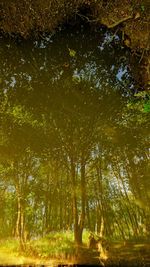 Low angle view of trees in forest