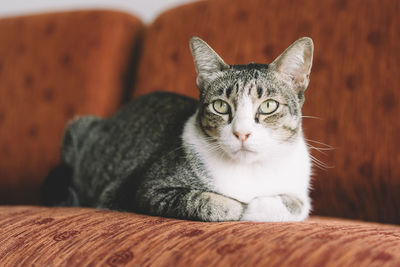 Close-up portrait of cat sitting