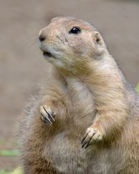 Close-up of meerkat