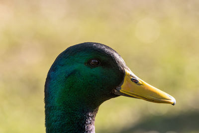 Close-up of a bird