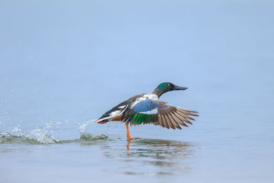 A northern shoveler taking off